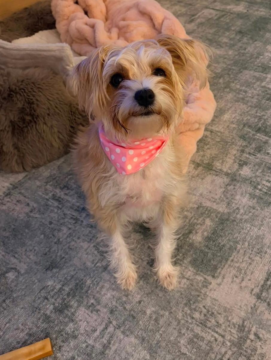 Pink polka dot hand made dog bandana