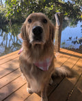Pink gingham hand made dog bandana
