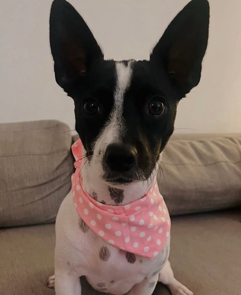 Pink polka dot hand made dog bandana