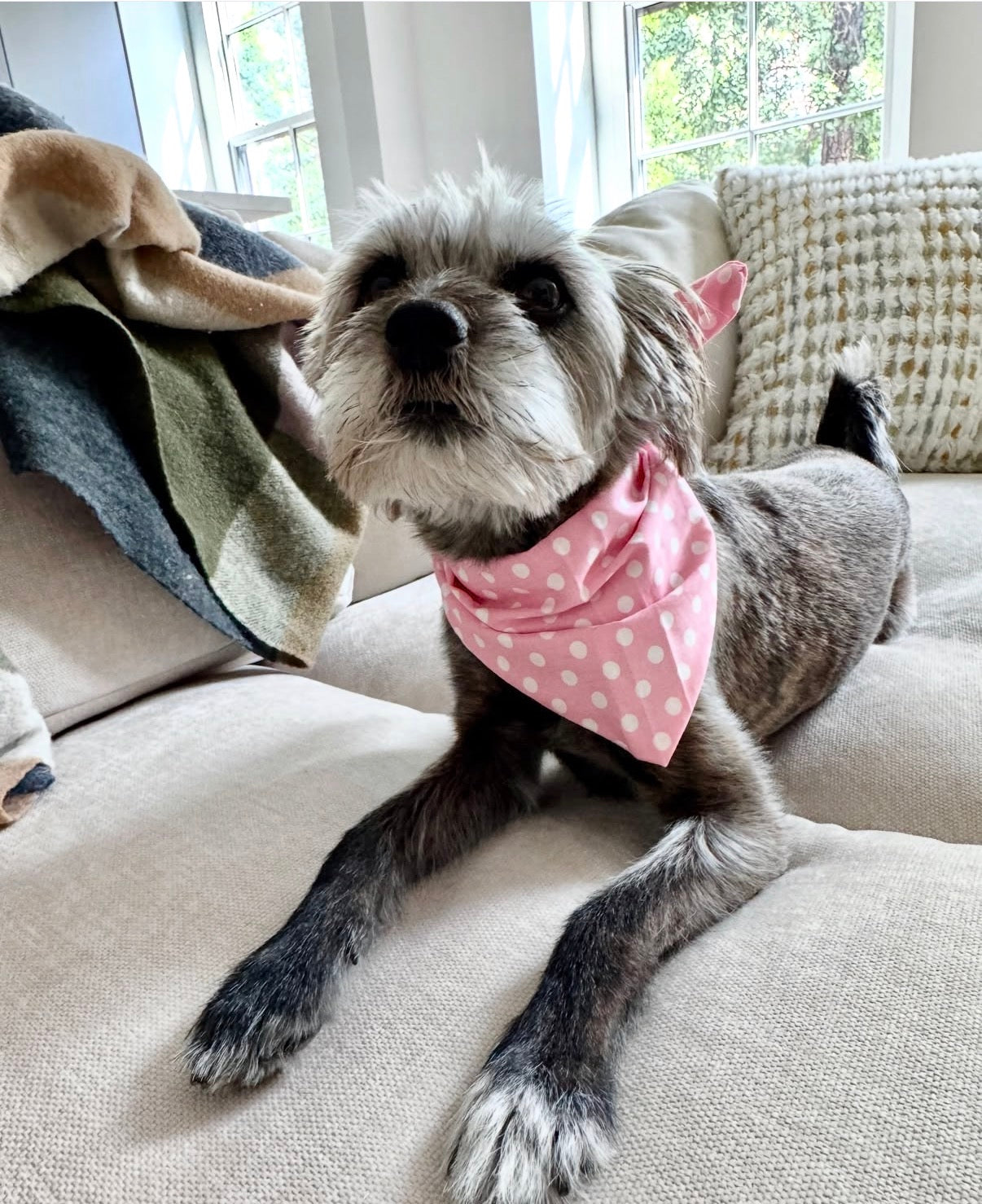 Pink polka dot hand made dog bandana